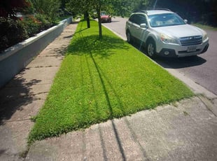Laila F.'s grass cutting service result