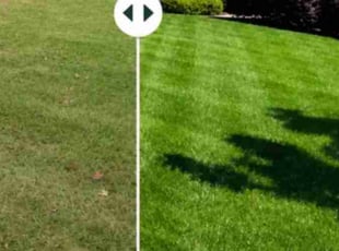 Nicole R.'s grass cutting service result
