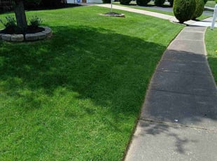 Ajuante B.'s turf care service result