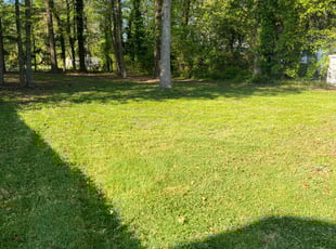 Stacy S.'s turf care service result