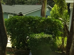 Tricia L.'s Bush Trimming service result