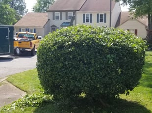 Chris H.'s Bush Trimming service result