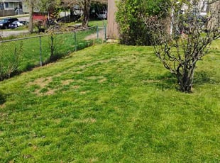Jerrie M.'s Bush Trimming service result