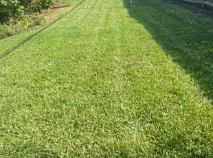 Demetrius W.'s lawn maintenance service result