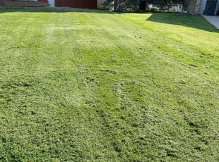 Marcia R.'s lawn care service result