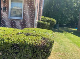 Miguel M.'s Bush Trimming service result