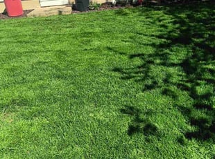 Bill N.'s lawn care services service result
