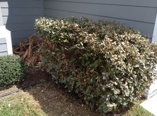 Matt E.'s Bush Trimming service result