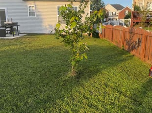 Nanette S.'s lawn maintenance service result