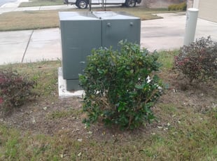 Wanzie P.'s Bush Trimming service result