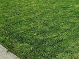 Susan A.'s turf maintenance service result