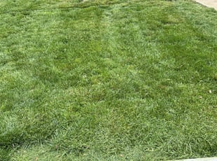 Darrel M.'s turf maintenance service result
