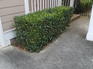 Matt R.'s Bush Trimming service result