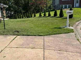 Cindi D.'s turf maintenance service result