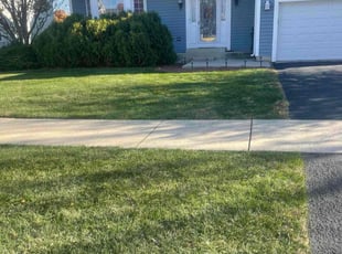 Latresa R.'s Leaf Removal service result