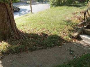 Nancy V.'s Bush Trimming service result