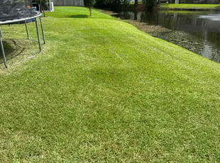 Amber D.'s lawn care service result