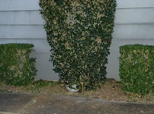 Keanu B.'s Bush Trimming service result