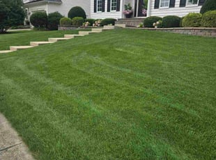 Doris H.'s grass maintenance service result