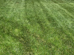 Nikolas B.'s lawn maintenance service result