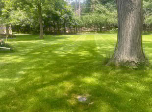 David A.'s lawn service service result