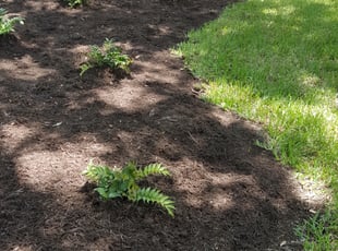 Johnathan B.'s Flower Bed Weeding service result