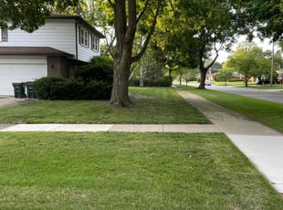 Gill D.'s grass maintenance service result