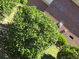 Heidi R.'s Bush Trimming service result