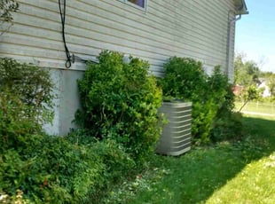 Shawn B.'s Bush Trimming service result