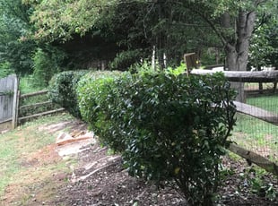 Laurel M.'s Bush Trimming service result