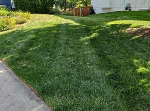 Shannon S.'s grass maintenance service result