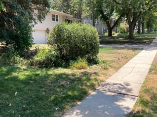 Michael B.'s Bush Trimming service result