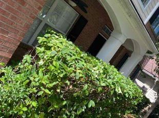 Bradley T.'s Bush Trimming service result