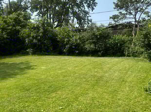 Alicia K.'s turf care service result