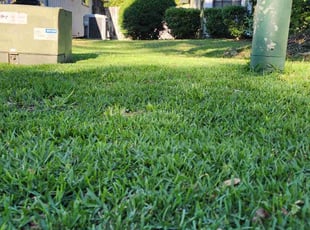 Vanee K.'s turf care service result