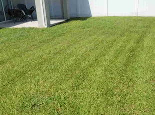 Rodolfo U.'s lawn service service result