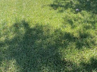 Ha N.'s lawn care service result