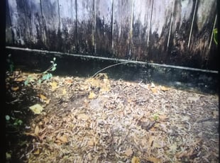 Ricky P.'s Bush Trimming service result
