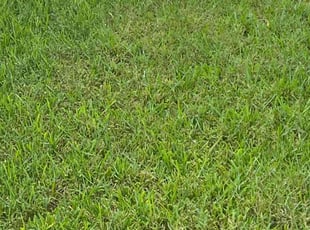Susan H.'s turf maintenance service result