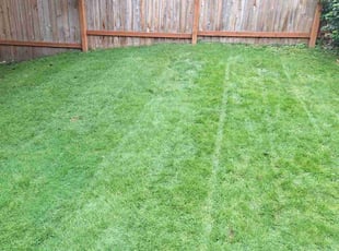 Elena T.'s lawn care service result