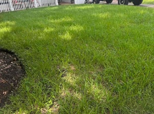 Sara N.'s turf maintenance service result