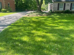 Stephanie R.'s turf care service result