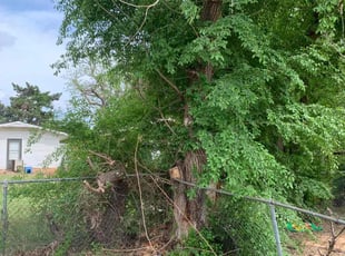 Lauren G.'s Bush Trimming service result