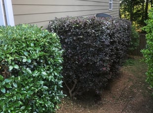 Megan S.'s Bush Trimming service result
