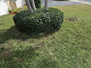 Fletcher T.'s Bush Trimming service result