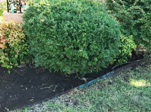 Angela W.'s Flower Bed Weeding service result