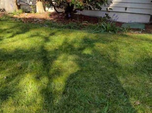 Jacqueline P.'s lawn care services service result