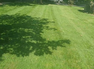 Tyler B.'s lawn care service result