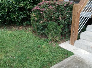 Denise W.'s Bush Trimming service result