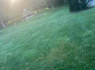 Lola A.'s turf care service result